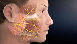 Rapporto tra nervo facciale e ghiandola parotide