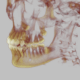 dente del giudizio 3d traparente